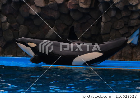 Earth and Rin, killer whales at Port of Nagoya Public Aquarium 116022528