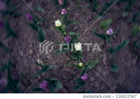 tulips after the rain in the spring garden tulips after the rain in the spring garden 116022567