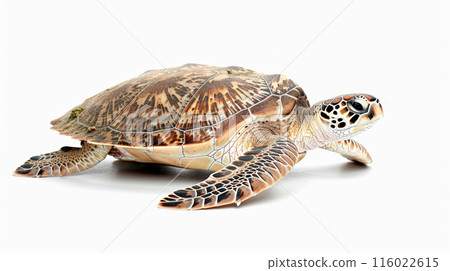 reptilian, underwater, turtle 116022615
