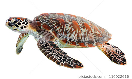 reptilian, underwater, turtle 116022616