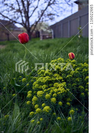 tulips after the rain in the spring garden 116022665