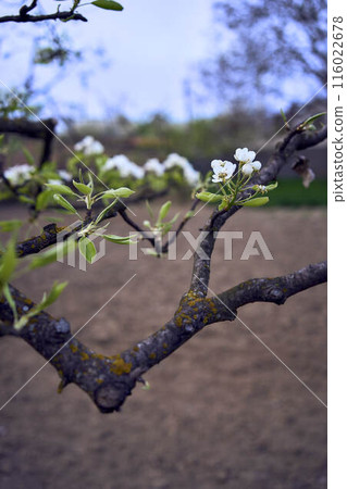 pear branch with blossom 116022678