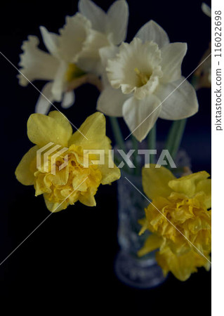 daffodils in a crystal vase on a black background daffodils in a crystal vase on a black background 116022698
