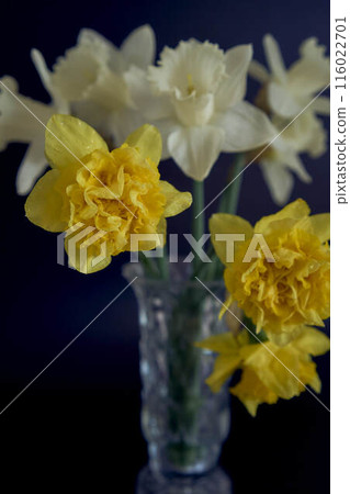 daffodils in a crystal vase on a black background daffodils in a crystal vase on a black background 116022701