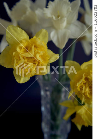daffodils in a crystal vase on a black background 116022702