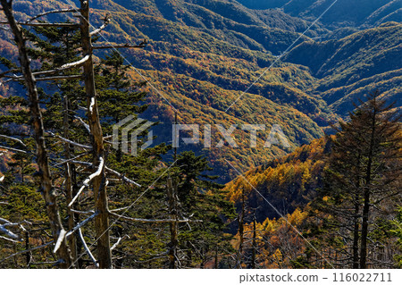 Autumn foliage on the mountainside as seen from the ridgeline of Mt. Hafu and Mt. Karisaka 116022711
