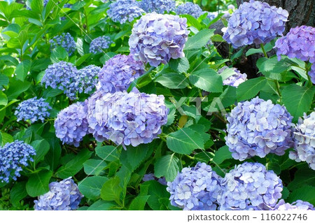 Purple Hong Hydrangea Purple Hong Hydrangea 116022746
