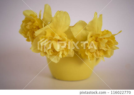 flower arrangement of yellow daffodils  in a yellow cup on a pink background 116022770