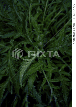 fresh green poppy sprouts, plant background 116022777
