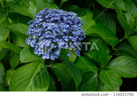 Blue Otafuku Hydrangea 116022780