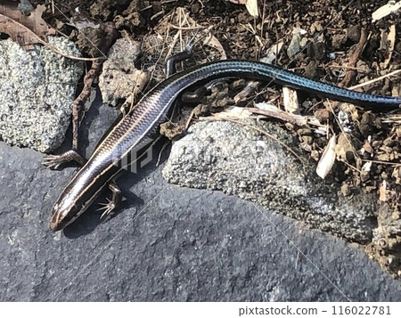 Lizards on the stone 116022781