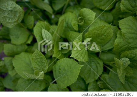 texture of young hydrangea leaves, screen saver for smartphone texture of young hydrangea leaves, screen saver for smartphone 116022803