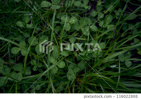clover leaves among the grass covered with raindrops, smartphone background 116022808