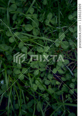 clover leaves among the grass covered with raindrops, smartphone background clover leaves among the grass covered with raindrops, smartphone background 116022809