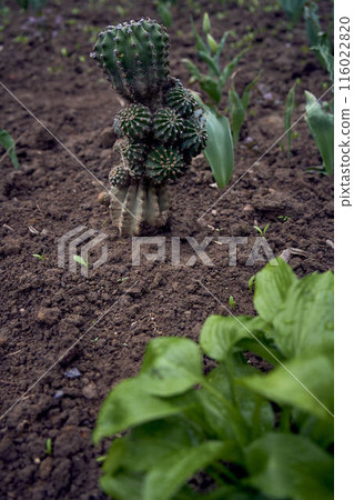 cactus is planted in the ground 116022820