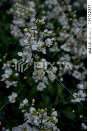small white flowers creep on the ground, plant background 116022825