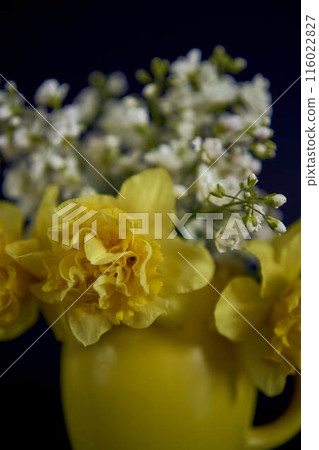 flower arrangement of yellow daffodils and white Arabis Caucasica in a yellow cup on a black background 116022827