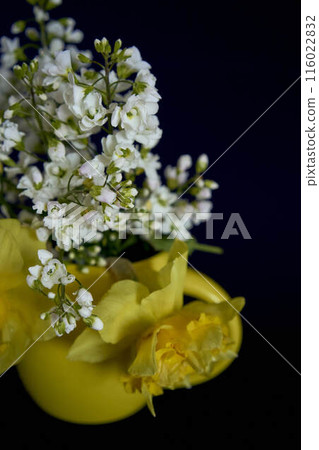 flower arrangement of yellow daffodils and white Arabis Caucasica in a yellow cup on a black background flower arrangement of yellow daffodils and white Arabis Caucasica in a yellow cup on a black background 116022832