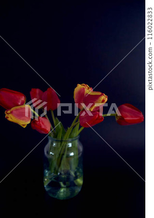 multicolored tulips on a black background in a minimalist style 116022833