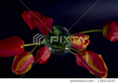 multicolored tulips on a black background in a minimalist style multicolored tulips on a black background in a minimalist style 116022835