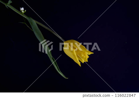multicolored tulips on a black background in a minimalist style multicolored tulips on a black background in a minimalist style 116022847