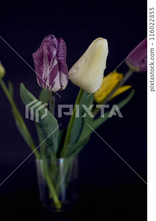 multicolored tulips on a black background in a minimalist style multicolored tulips on a black background in a minimalist style 116022855