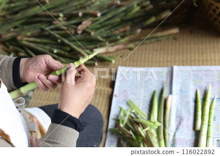 A woman peeling the bark from a bamboo plant A woman peeling the bark from a bamboo plant 116022892