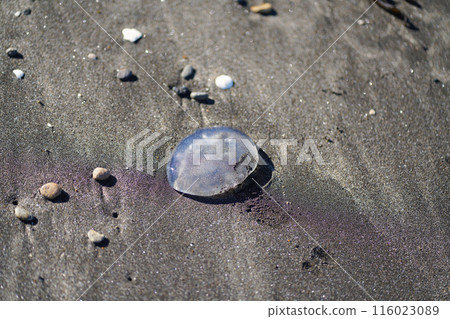 Jellyfish launched into the sandy beach 116023089
