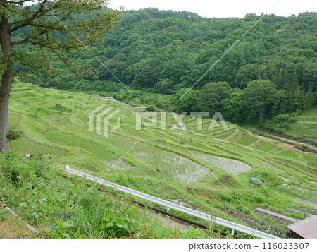 與梯田的風景 與梯田的風景 116023307