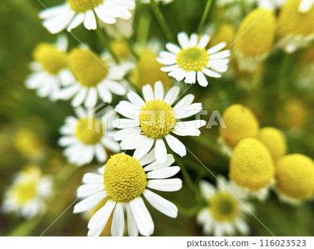 Chamomile close-up 116023523