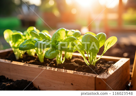 Fresh spinach harvest growing in garden for healthy green recipes with copy space 116023548