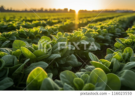 Bountiful fresh spinach harvest thriving on a advanced plantation 116023550