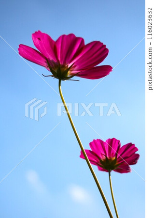 發光在藍天的波斯菊 116023632