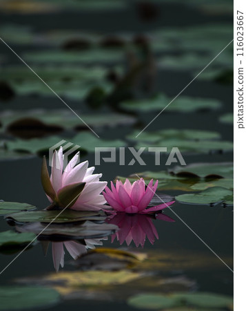 睡蓮在初夏盛開 睡蓮在初夏盛開 116023667