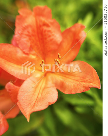 Close-up of an orange azalea Close-up of an orange azalea 116023716