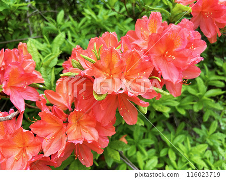 Red azalea Red azalea 116023719