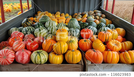 Harvest different varieties watermelons, orange, green, yellow, white on pickup truck standing Harvest different varieties watermelons, orange, green, yellow, white on pickup truck standing 116023983