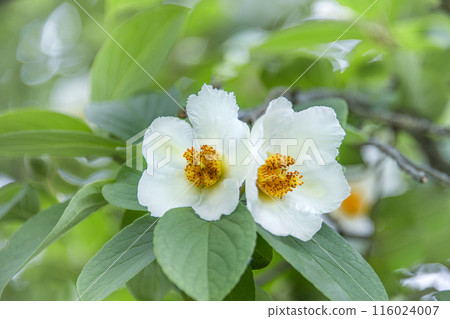 Shara flowers 116024007