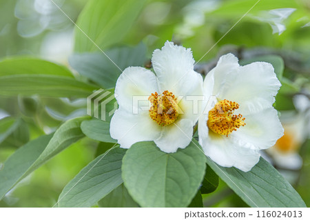 Shara flowers Shara flowers 116024013