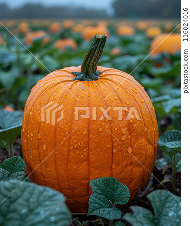 Close up single large pumpkin in pumpkin field, surrounded by green plants and other pumpkins 116024016