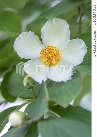 Shara flowers 116024018