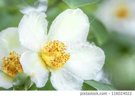 Shara flowers Shara flowers 116024022