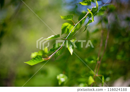 Birch tree branch, green fresh leaves on the branch, the background is blurred in green. Birch tree branch, green fresh leaves on the branch, the background is blurred in green. 116024188