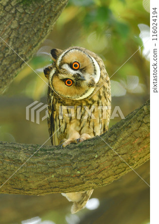 The long-eared owl is a cute and charming member of the owl family that lives in woodlands and rural areas. The long-eared owl is a cute and charming member of the owl family that lives in woodlands and rural areas. 116024194