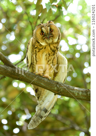 The long-eared owl is a cute and charming member of the owl family that lives in woodlands and rural areas. 116024201