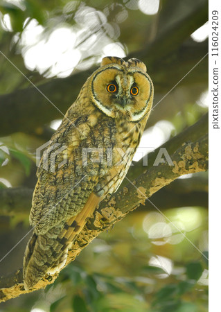The long-eared owl is a cute and charming member of the owl family that lives in woodlands and rural areas. 116024209