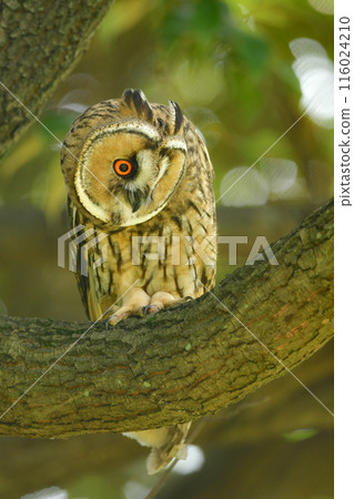 長耳鴞是一種長著長耳朵的可愛貓頭鷹，生活在林區和林區。 116024210