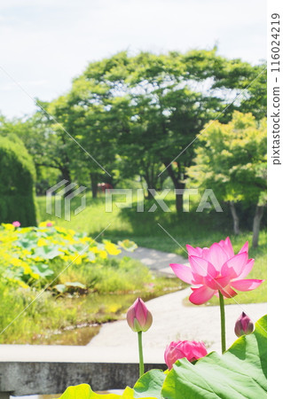 Lotus with lotus Lotus with lotus 116024219