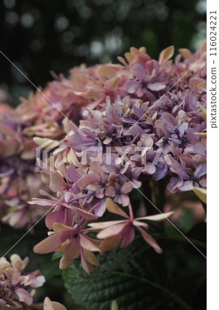 Hydrangea in classic colors 116024221