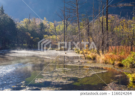 Autumn in Kamikochi, morning scenery: Dakezawa Marsh in the morning mist 116024264